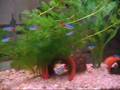 Neon tetra