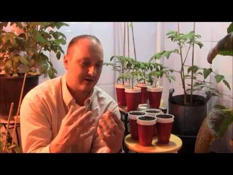 how to transplant hydroponics
