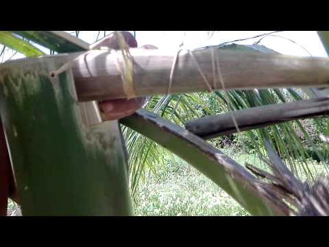how to harvest tree sap