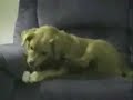hund-vs-eigene-pfote.html