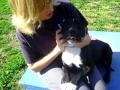 A SHINING STAR!!! Adorable and wonderful puppy for adoption!