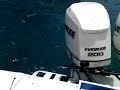 Reel Loco Marine (Fishing for Cuda\