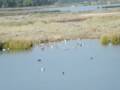 Aves da Ria Formosa