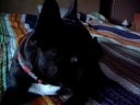 George the french bulldog is weird!