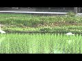�ں��Ρ������:YouTube������=62��