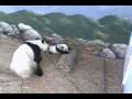 Part 2 of Lun Lun Proudly Showing Off Her Baby