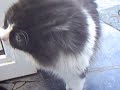 chat-chanteur chat-chanteur