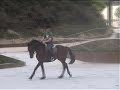 Vénus do Vau - 6 Year Old Mare Vénus do Vau - 6 Year Old Mare