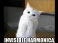 invisble lolcats