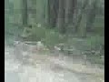 wildmans camerawoman talks about wildman