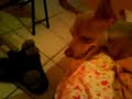 RONNIE CACHONDO Parte 1