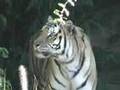 Animal Enrichment At The Oregon Zoo
