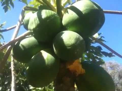 how to harvest papaya
