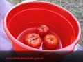 Fiesta del tomate platense / capitulo 1