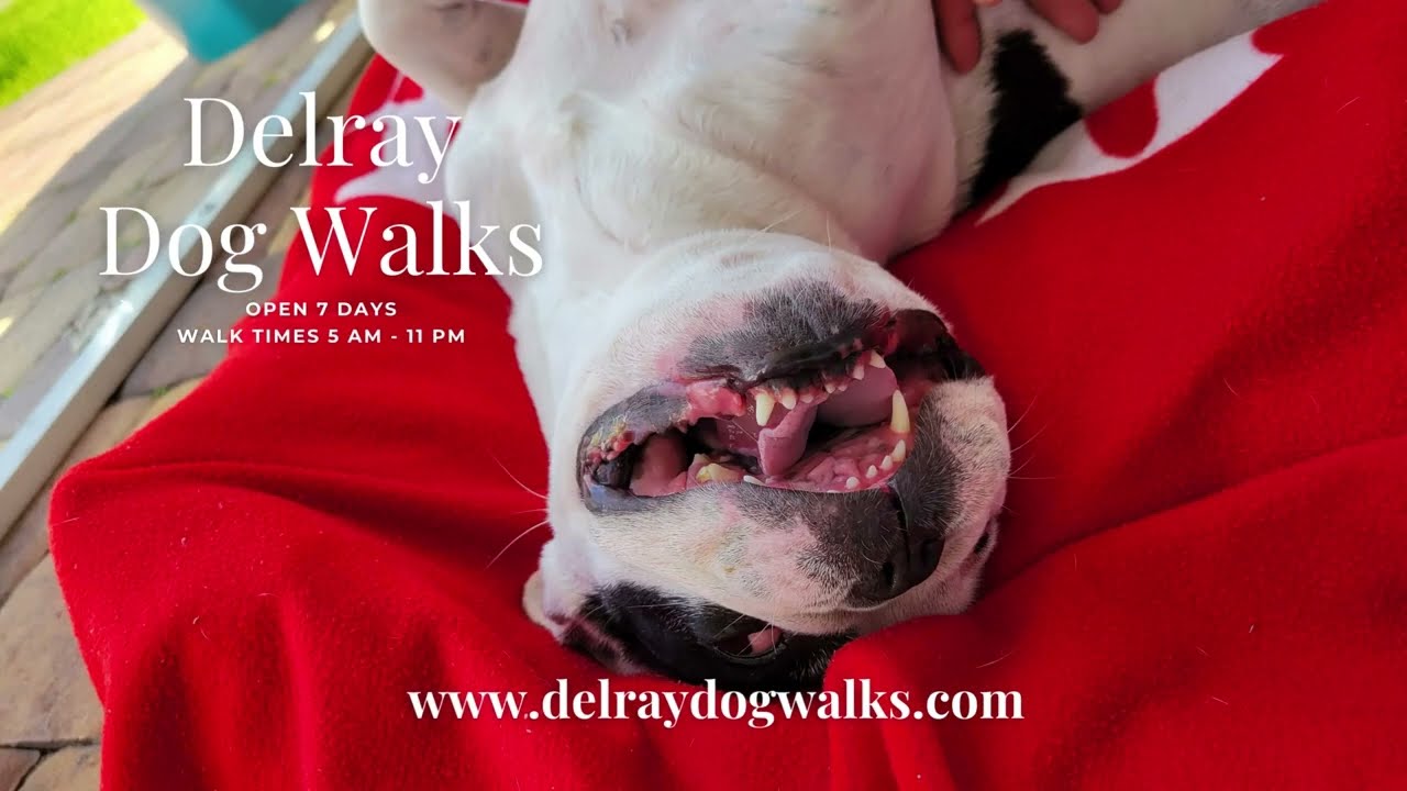 Delray Dog Walks with Shea & Coco