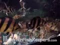 Clown Loach Tank