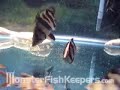 Clown Loach Tank