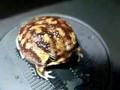 Turning frog・回るフクラガエル