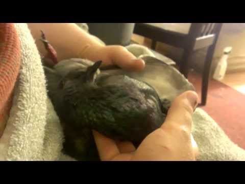 how to treat pmv in pigeons