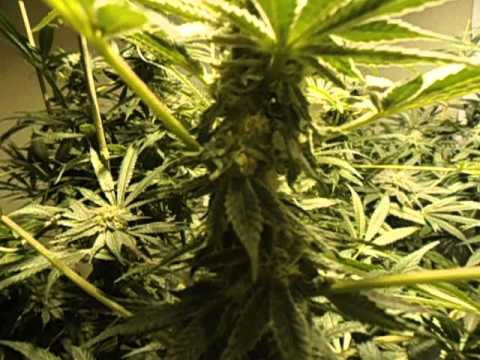how to grow gdp strain
