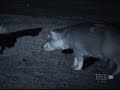 Hyenas vs Hippos Hyenas vs Hippos