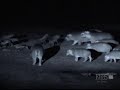 hyenas vs hippos