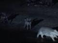 Hyenas vs Hippos