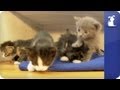 Khloe Kardashian Odom - Baby kittens explore while mom watches - The Litter Episode 6