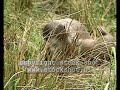 Eurasian otter (lutra lutra)