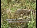 Eurasian otter (lutra lutra)
