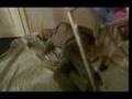 Angry-Scottish-Wife-