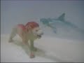 documentario-sugli-squali-shark-mini-documentary-funny.html