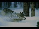 Destination Denali