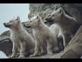 videos de Destination Denali