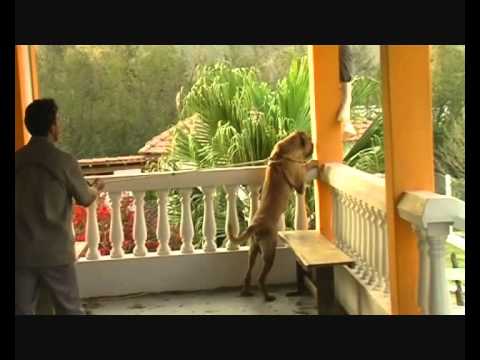 fila brasileiro