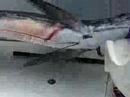 Cabo Fishing