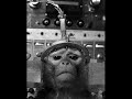 ANIMAL CRUELTY