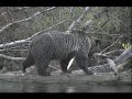 Grizzly Bear Clips