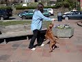 Calvin the Viszla teaches his person, Audrey, to dance. Set in Seattle, WA in Kerry Park.