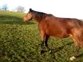 tordis-trotters-konie-k-usaki-tordis-horses-.html