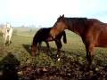 TORDIS TROTTERS , Konie kłusaki, TORDIS HORSES