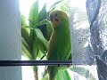 talking budgie ::::: papużka falista ::::: hupi yingwu
