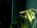 Sistema CO2
