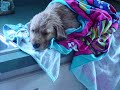 The pets of Dume