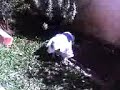 Bizinha na floresta