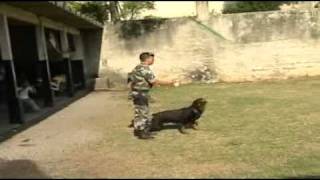Cães que ajudam a polícia a encontrar drogas e armas