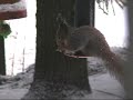 Short Winter Shots