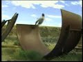 STEVE-O - OUT ON BAIL. SKATEBOARDING