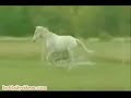 Some Horse People Haven\