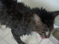Bandit after his bath, man was he ticked!!